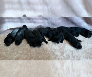 Labrador Retriever Puppy for sale in CLARKESVILLE, GA, USA