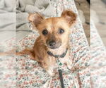 Small #4 Chihuahua Mix
