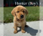 Puppy Hunter Golden Labrador