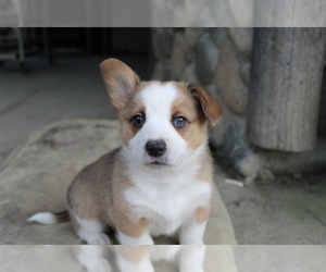 Aussie-Corgi Puppy for Sale in MYRTLE CREEK, Oregon USA