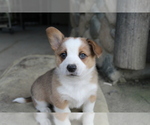 Small Photo #1 Aussie-Corgi Puppy For Sale in MYRTLE CREEK, OR, USA