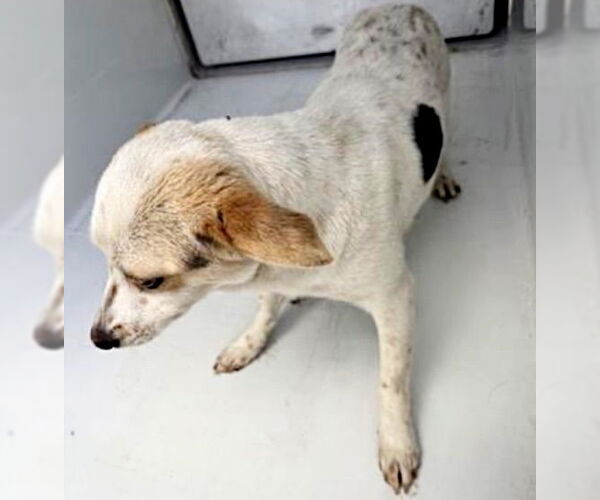 Medium Photo #1 Chihuahua-Unknown Mix Puppy For Sale in Houston, TX, USA