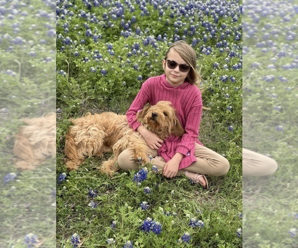 Medium Photo #30 Goldendoodle (Miniature) Puppy For Sale in HALTOM CITY, TX, USA