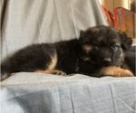 Small Photo #9 German Shepherd Dog Puppy For Sale in NUEVO, CA, USA