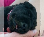 Small Photo #13 Labrador Retriever Puppy For Sale in LITTLE ROCK, AR, USA