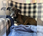 Small #1 American Staffordshire Terrier-Labrador Retriever Mix