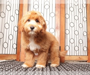 Medium Cavapoo (Miniature)