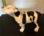 Puppy 4 Bullypit-English Bulldog Mix