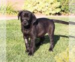Small #2 Labrador Retriever Mix