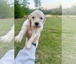 Puppy Pink Golden Retriever