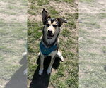 Small #3 Siberian Husky Mix
