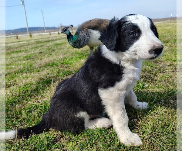 Medium Photo #11 Border Collie Puppy For Sale in NORBORNE, MO, USA