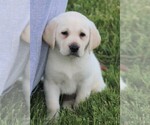 Small Photo #9 Labrador Retriever Puppy For Sale in SYRACUSE, IN, USA