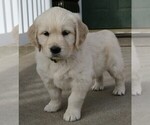 Small Photo #2 Golden Retriever Puppy For Sale in PARTRIDGE, KS, USA