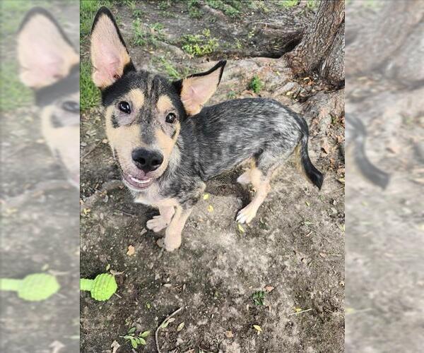 Medium Photo #2 German Shepherd Dog-Unknown Mix Puppy For Sale in Conroe, TX, USA