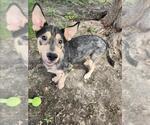 Small #1 German Shepherd Dog Mix