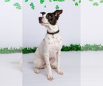 Small Photo #11 Rat Terrier-Unknown Mix Puppy For Sale in Columbus, IN, USA