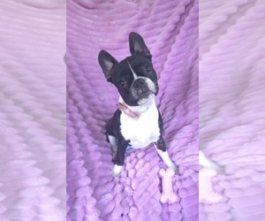 Faux Frenchbo Bulldog Puppy for sale in MINERAL WELLS, WV, USA