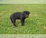 Small #1 Labrador Retriever