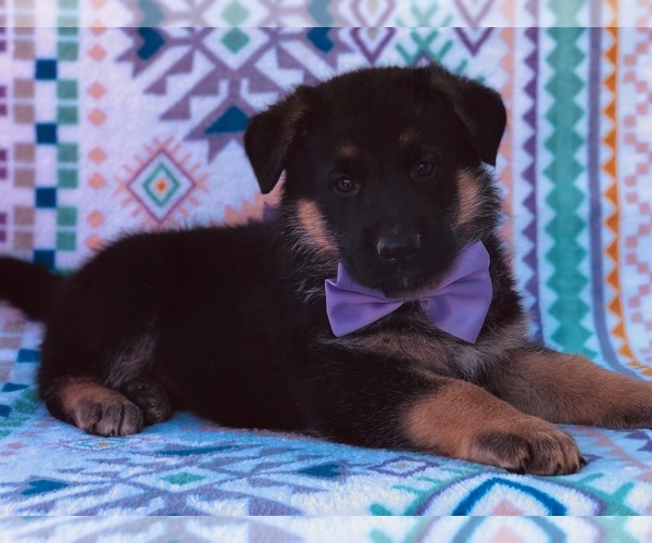 Medium Photo #3 German Shepherd Dog Puppy For Sale in CLAY, PA, USA