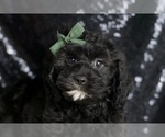 Small Photo #101 Cavapoo Puppy For Sale in WARSAW, IN, USA