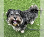 Small Maltese