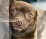 Small #3 Chihuahua Mix