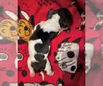 Small #2 Dachshund