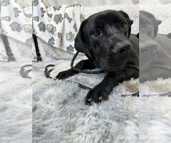 Medium Photo #1 Mutt Puppy For Sale in Goodyear, AZ, USA