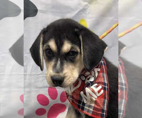 Medium Photo #2 Beagle-Huskies  Mix Puppy For Sale in Springdale, PA, USA