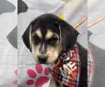 Small #1 Beagle-Huskies  Mix