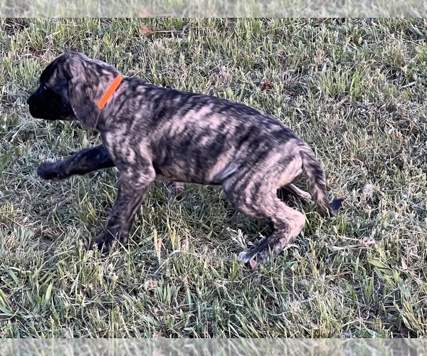 Medium Photo #3 Mastiff Puppy For Sale in AXTELL, TX, USA