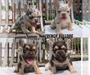 French Bulldog Puppy for Sale in GOSHEN, Indiana USA