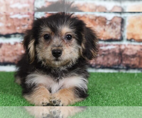 Medium Photo #2 Morkie Puppy For Sale in BEL AIR, MD, USA
