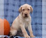 Small #1 Labrador Retriever