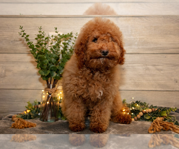Medium Photo #7 Goldendoodle mix (+ Poodle Miniature) Puppy For Sale in MIDDLEBURY, IN, USA