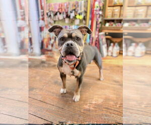 Bulldog-Unknown Mix Dogs for adoption in Chester, NJ, USA