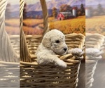 Small Photo #14 Goldendoodle Puppy For Sale in DANIELSVILLE, GA, USA