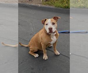 RUSTY - Male Mutt Dog for Adoption - Photo #2