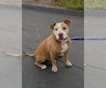 Small #1 Mutt