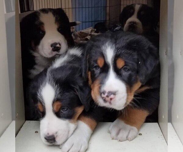Medium Photo #3 Greater Swiss Mountain Dog Puppy For Sale in POTTSVILLE, PA, USA