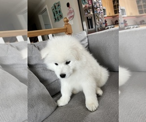 Samoyed Puppy for sale in REVERE, MA, USA