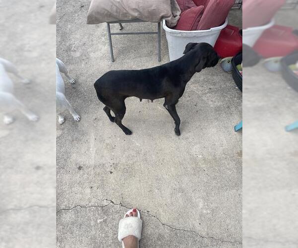 Medium Photo #1 American Staffordshire Terrier-Unknown Mix Puppy For Sale in San Antonio, TX, USA