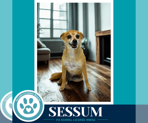 Chihuahua Dogs for adoption in Kimberton, PA, USA