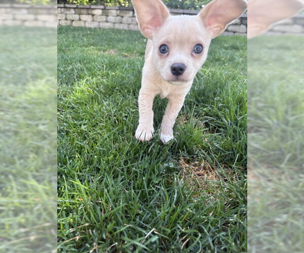 Medium Photo #6 Chihuahua-Unknown Mix Puppy For Sale in Oakhurst, NJ, USA