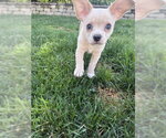 Small #5 Chihuahua Mix