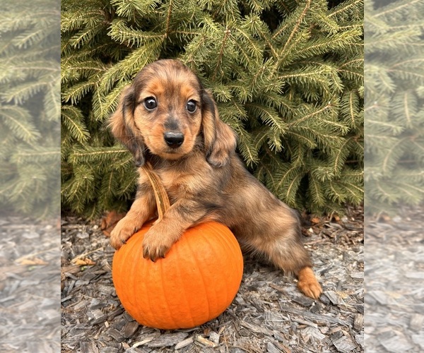 Medium Photo #1 Dachshund Puppy For Sale in MIDDLEBURY, IN, USA