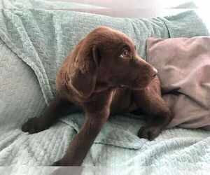 Labrador Retriever Puppy for sale in BOTHELL, WA, USA