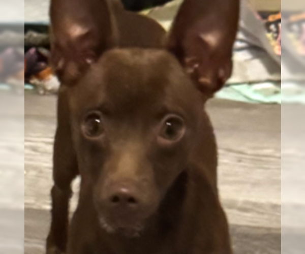 Medium Photo #2 Chihuahua-Unknown Mix Puppy For Sale in HOUSTON, TX, USA