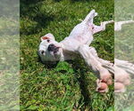 Small #23 Boxer Mix